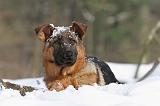 BERGER ALLEMAND 496